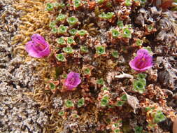 Sivun Saxifraga oppositifolia subsp. smalliana (Engl. & Irmsch.) Hult. kuva