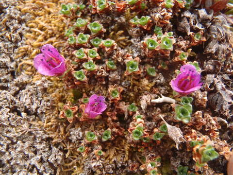 Image of purple mountain saxifrage