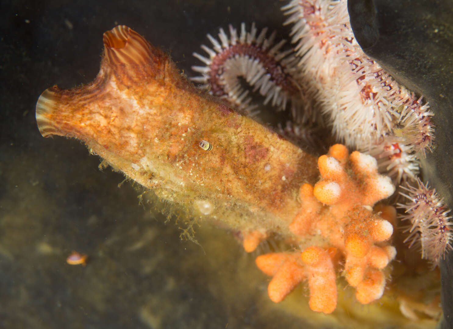 Image of Turbicellepora redoutei (Audouin 1826)