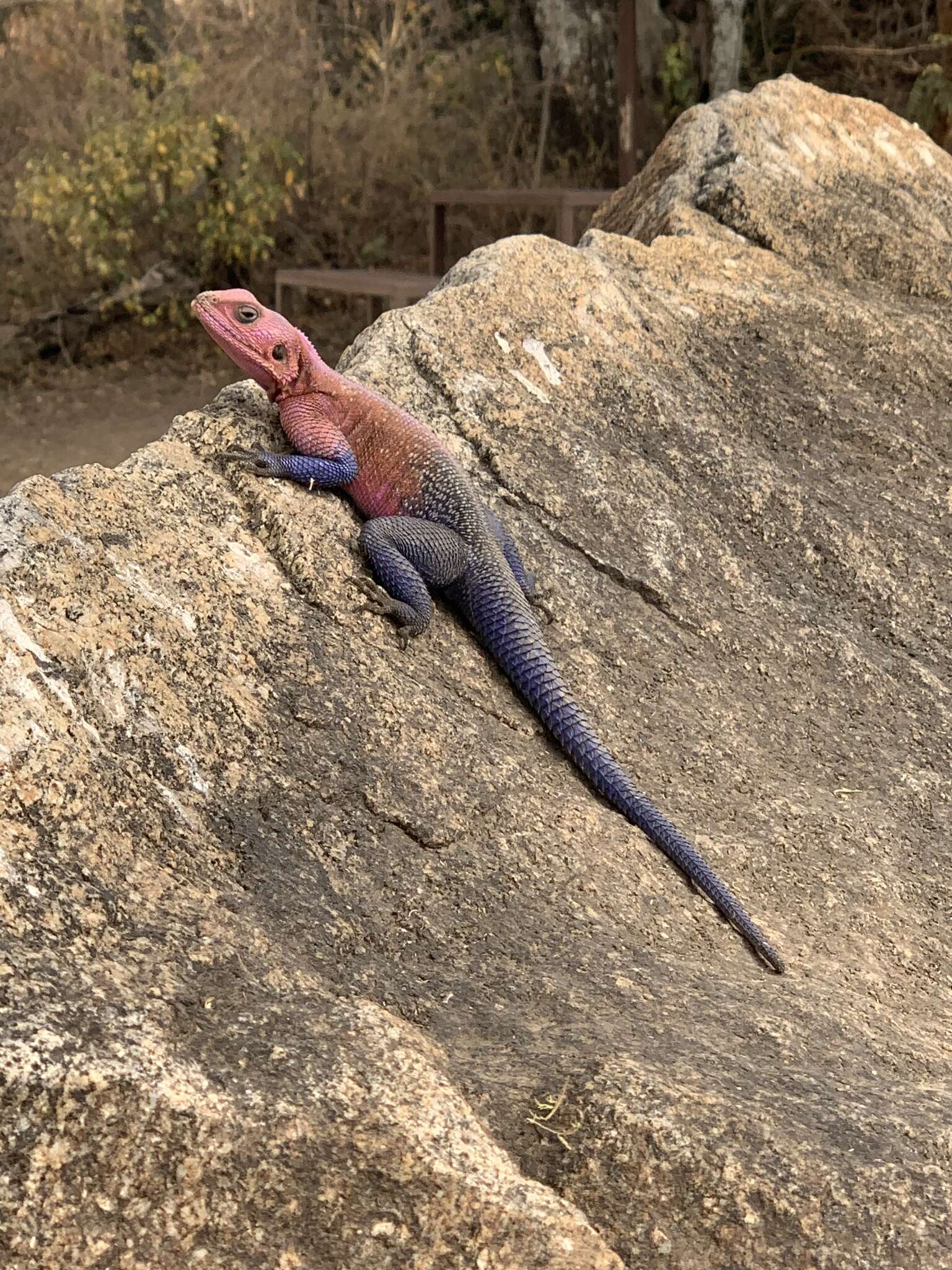 Image of Mwanza Flat-headed Rock Agama