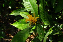 Image of Justicia aurea Schltdl.