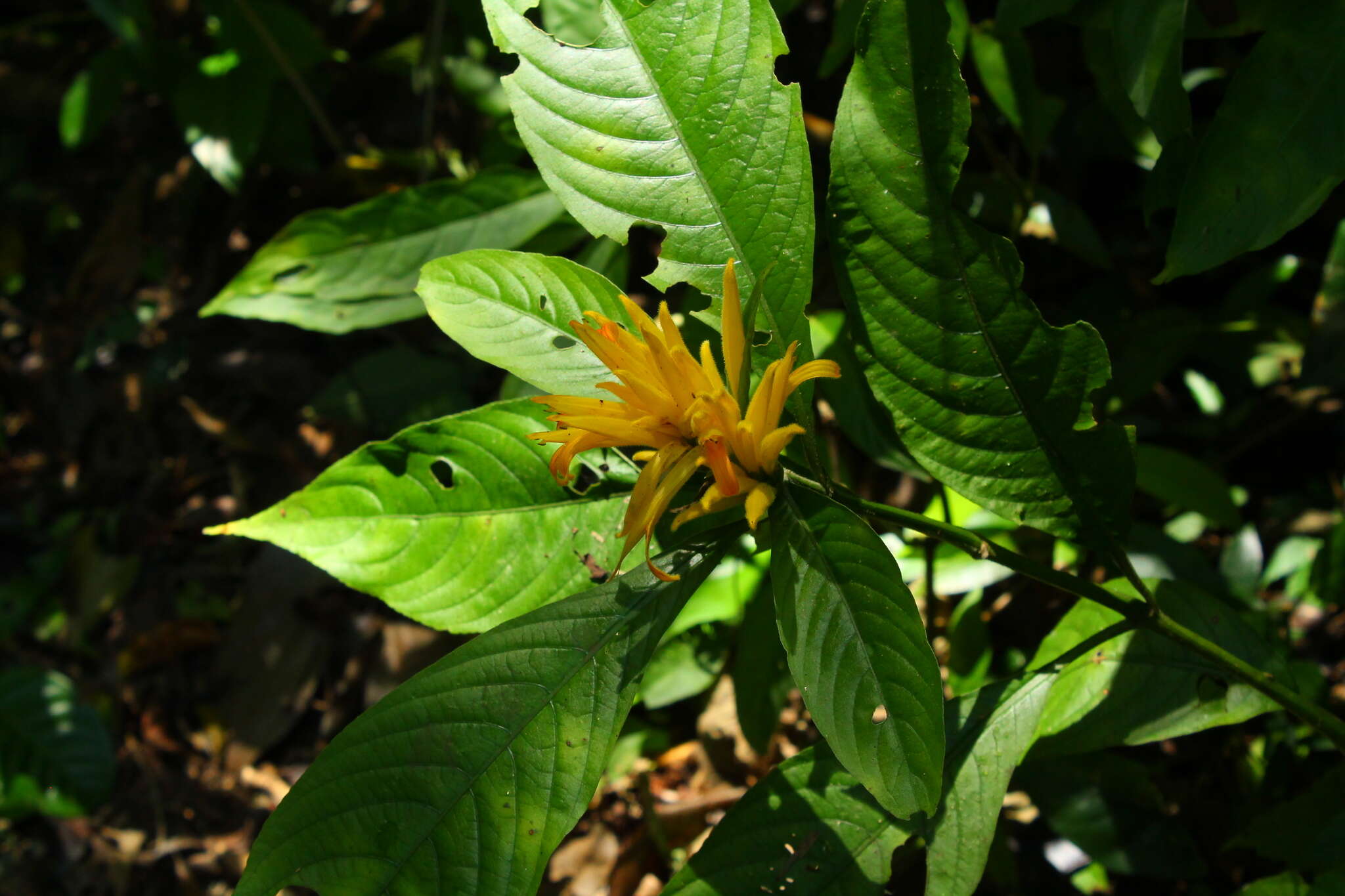 Image of Justicia aurea Schltdl.