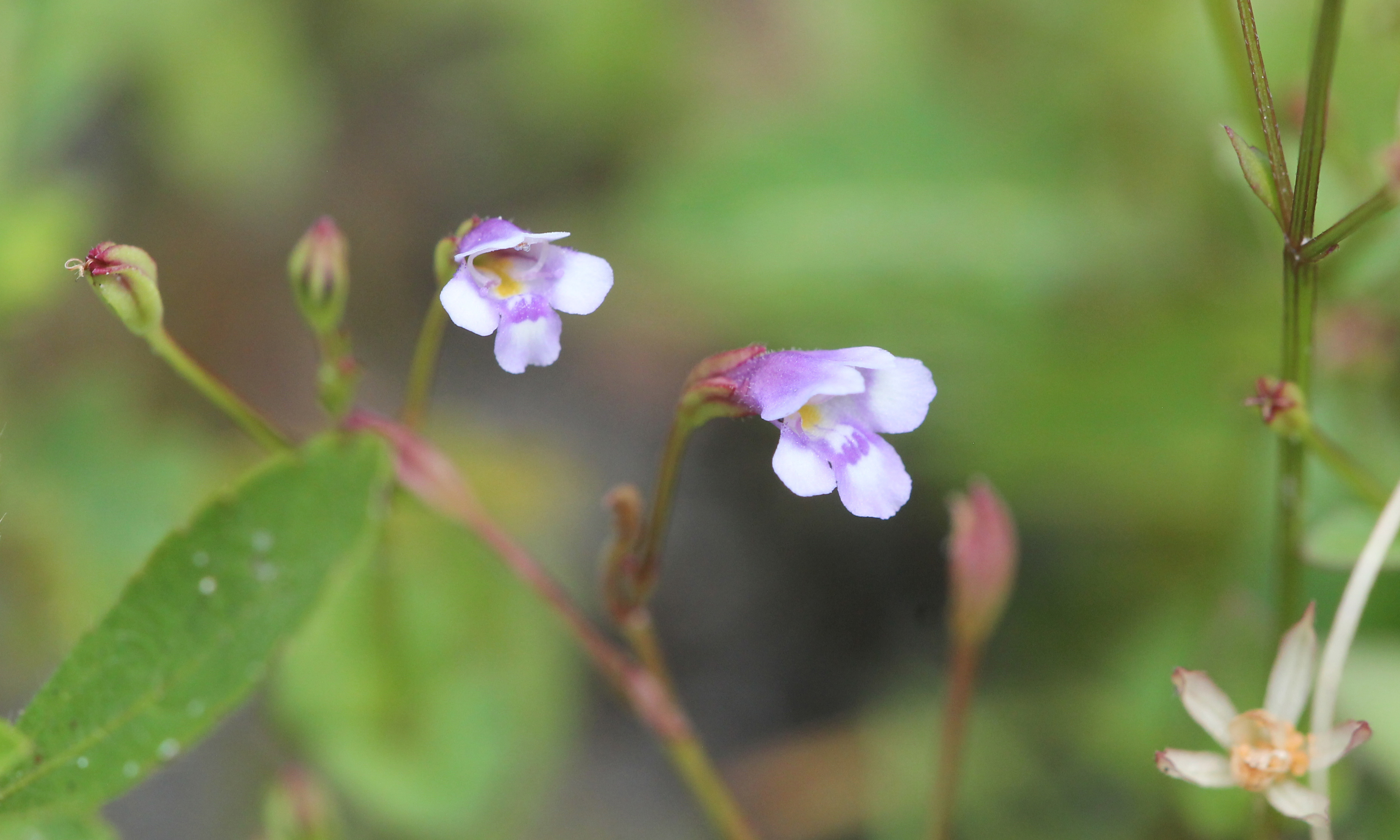 Image result for Torenia crustacea