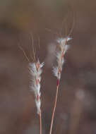 Sivun Schizachyrium fragile (R. Br.) A. Camus kuva