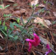 Imagem de Salvia angustiarum Epling