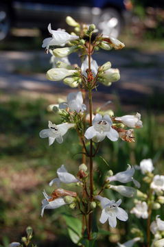 Image of <i>Penstemon digitalis</i> Nutt.