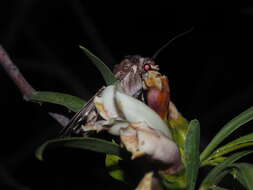 Imagem de Eremophila bignoniiflora (Benth.) F. Muell.