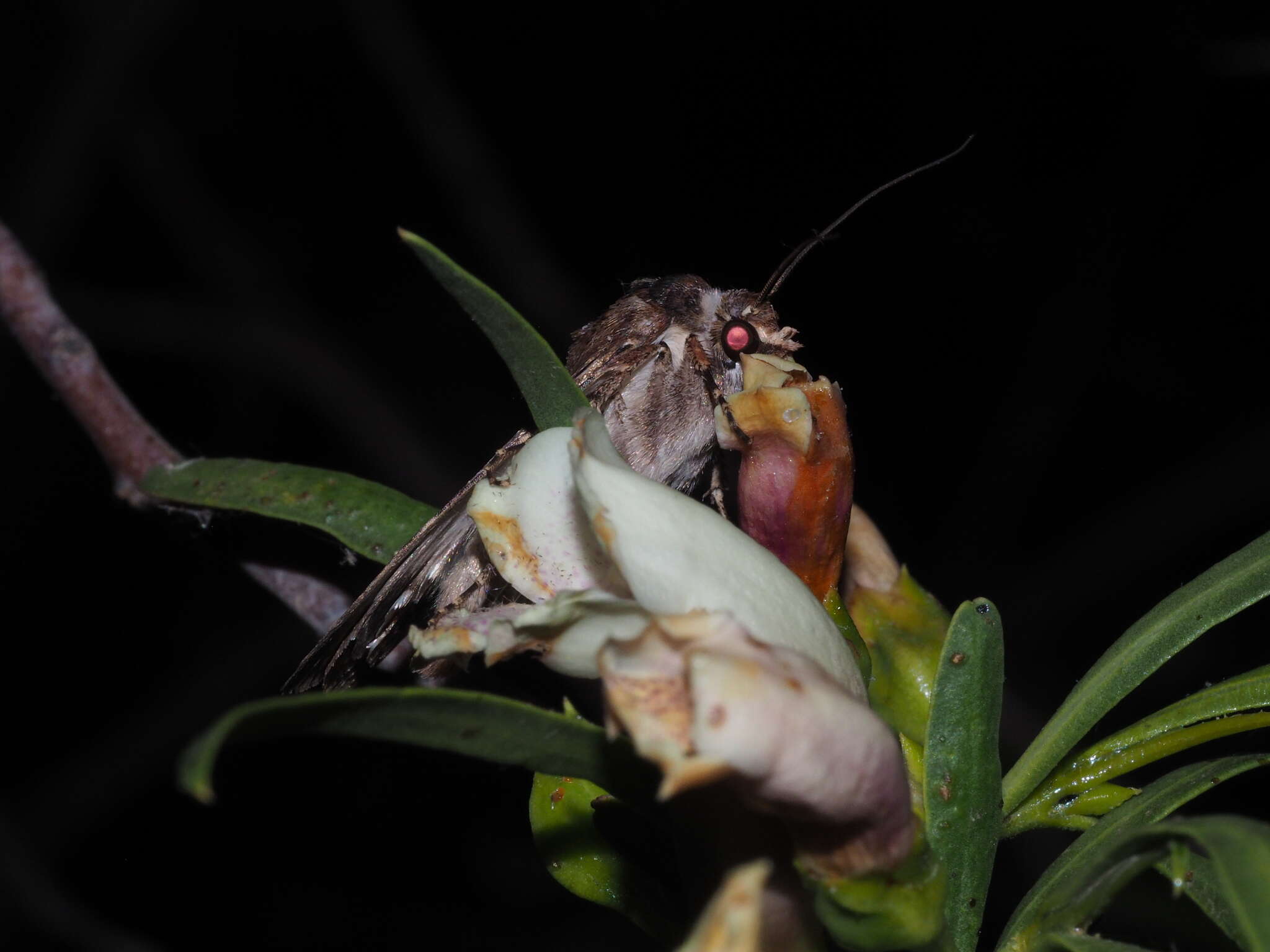 Imagem de Eremophila bignoniiflora (Benth.) F. Muell.