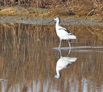 Image de Avocette à tête noire