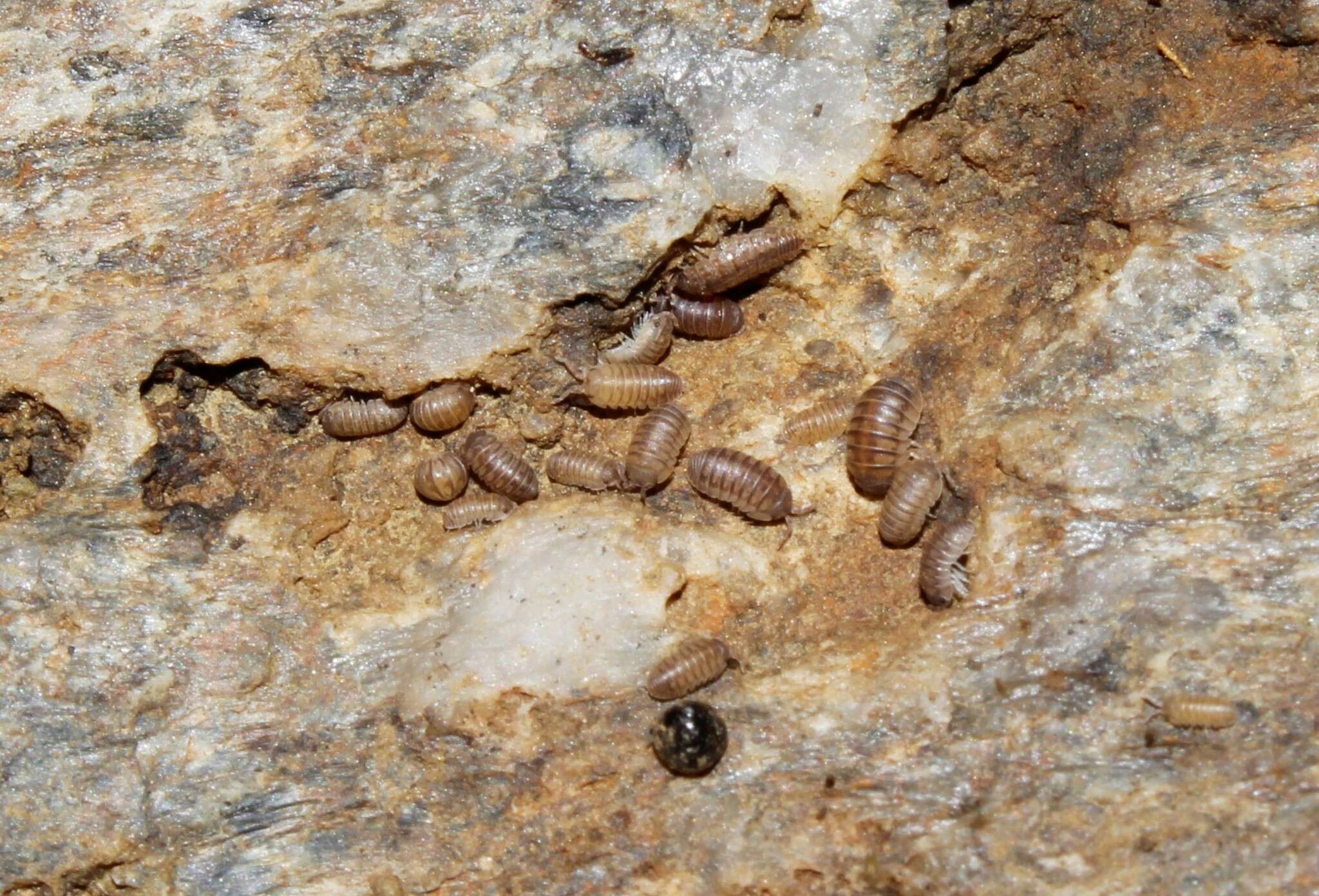 Image of Armadillidium insulanum Verhoeff 1907