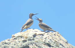 Image of Andean Flicker