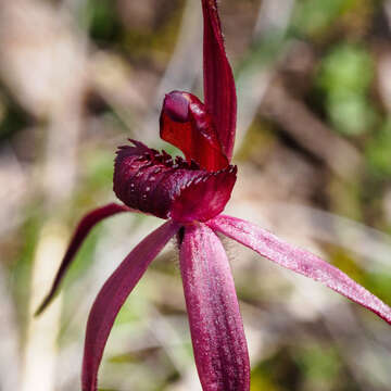 Image of Caladenia clavescens (D. L. Jones) G. N. Backh.