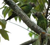 Image of Dusky-headed Parakeet