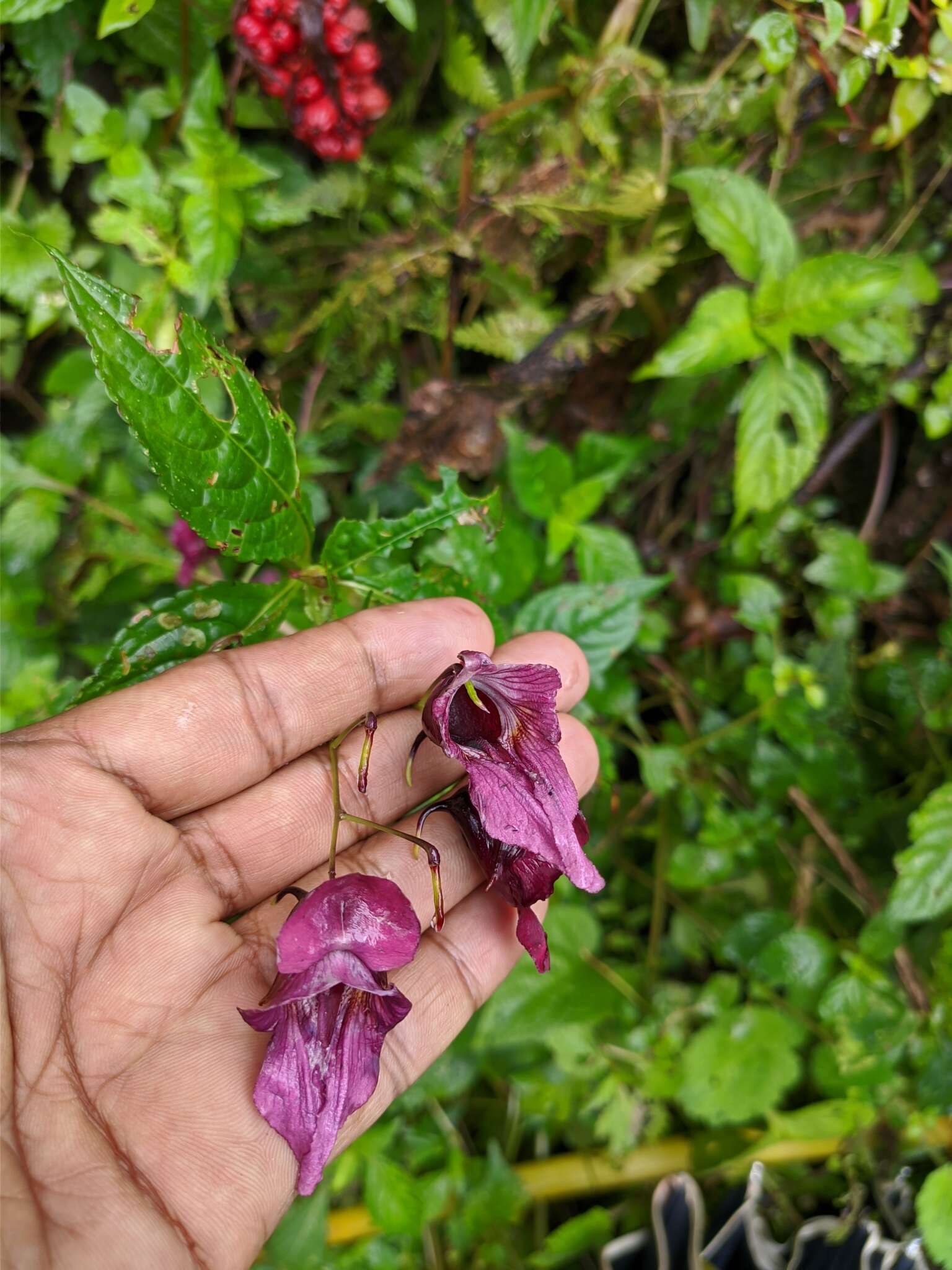 Image of Impatiens gorepaniensis C. Grey-Wilson