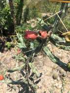 Image de Cylindropuntia kleiniae (DC.) F. M. Knuth