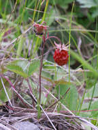 Image of Fragaria nipponica Makino