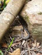 Image of Mustard-bellied Snake