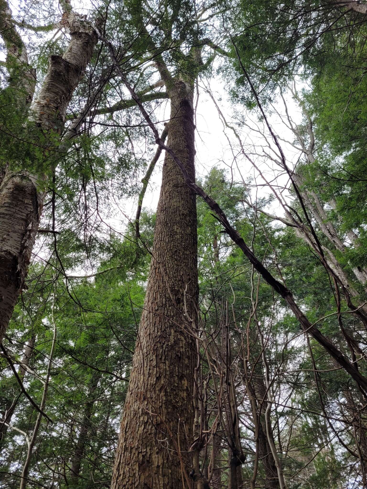 Imagem de Magnolia acuminata var. acuminata