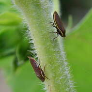 Image of Tapajosa rubromarginata (Signoret 1855)