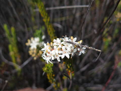 Image of Agathosma blaerioides Cham.