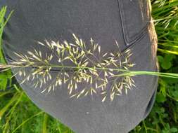 Image of golden oat grass