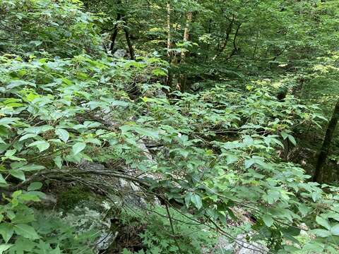 Image of eastern poison ivy