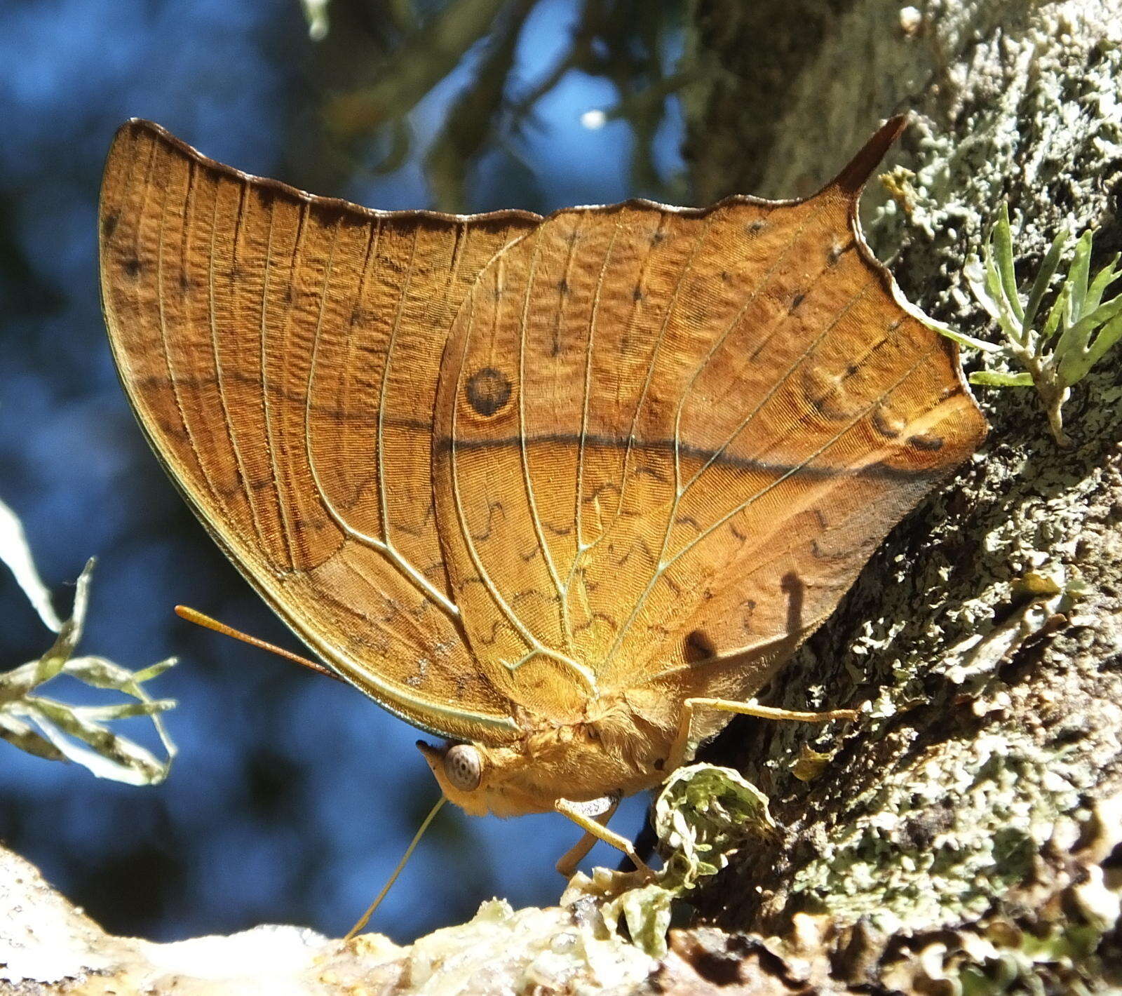 Imagem de <i>Charaxes <i>varanes</i></i> varanes