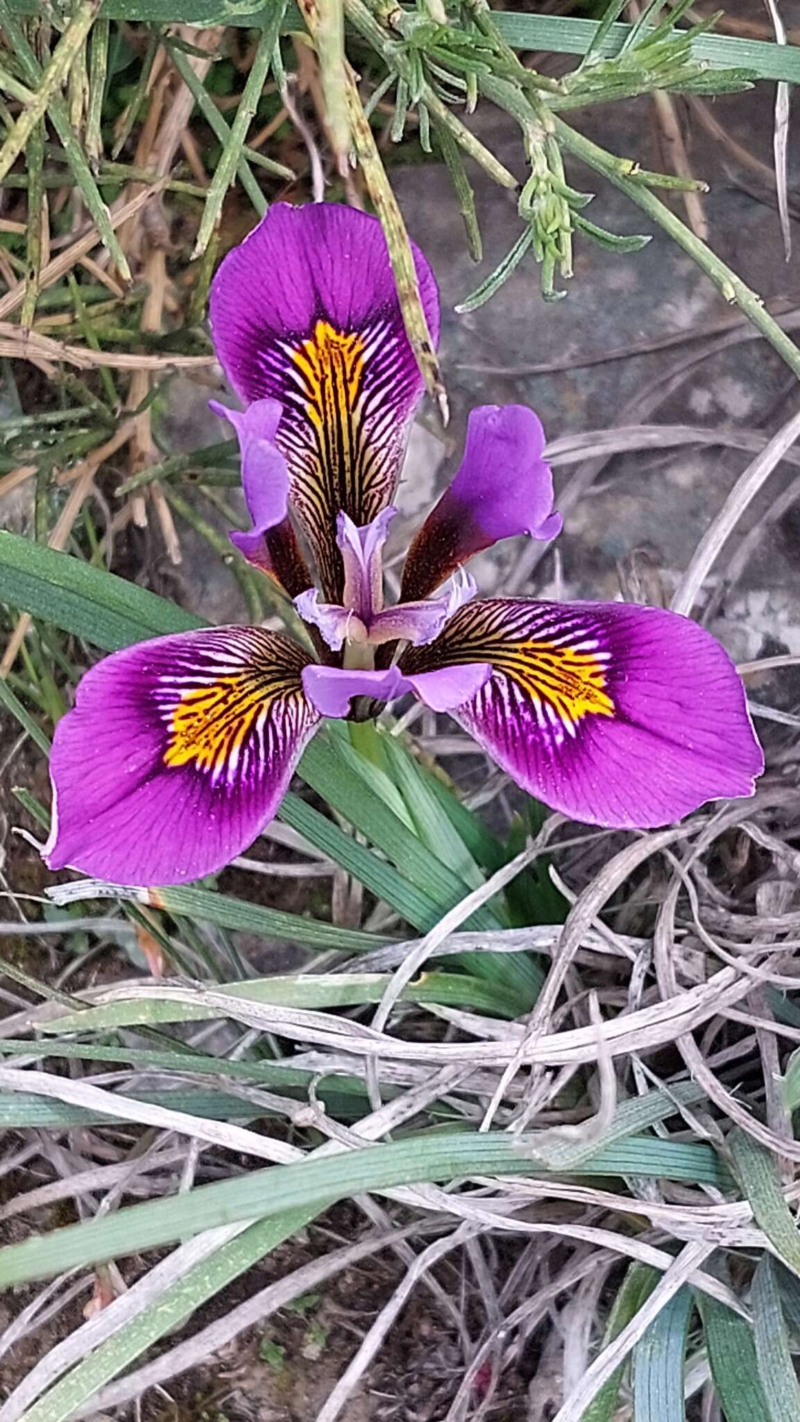 Image of Iris unguicularis subsp. cretensis (Janka) A. P. Davis & Jury