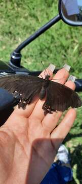 Image of Pink-spotted Swallowtail