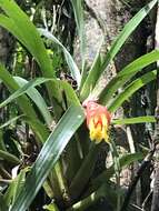 Guzmania nicaraguensis Mez & C. F. Baker的圖片