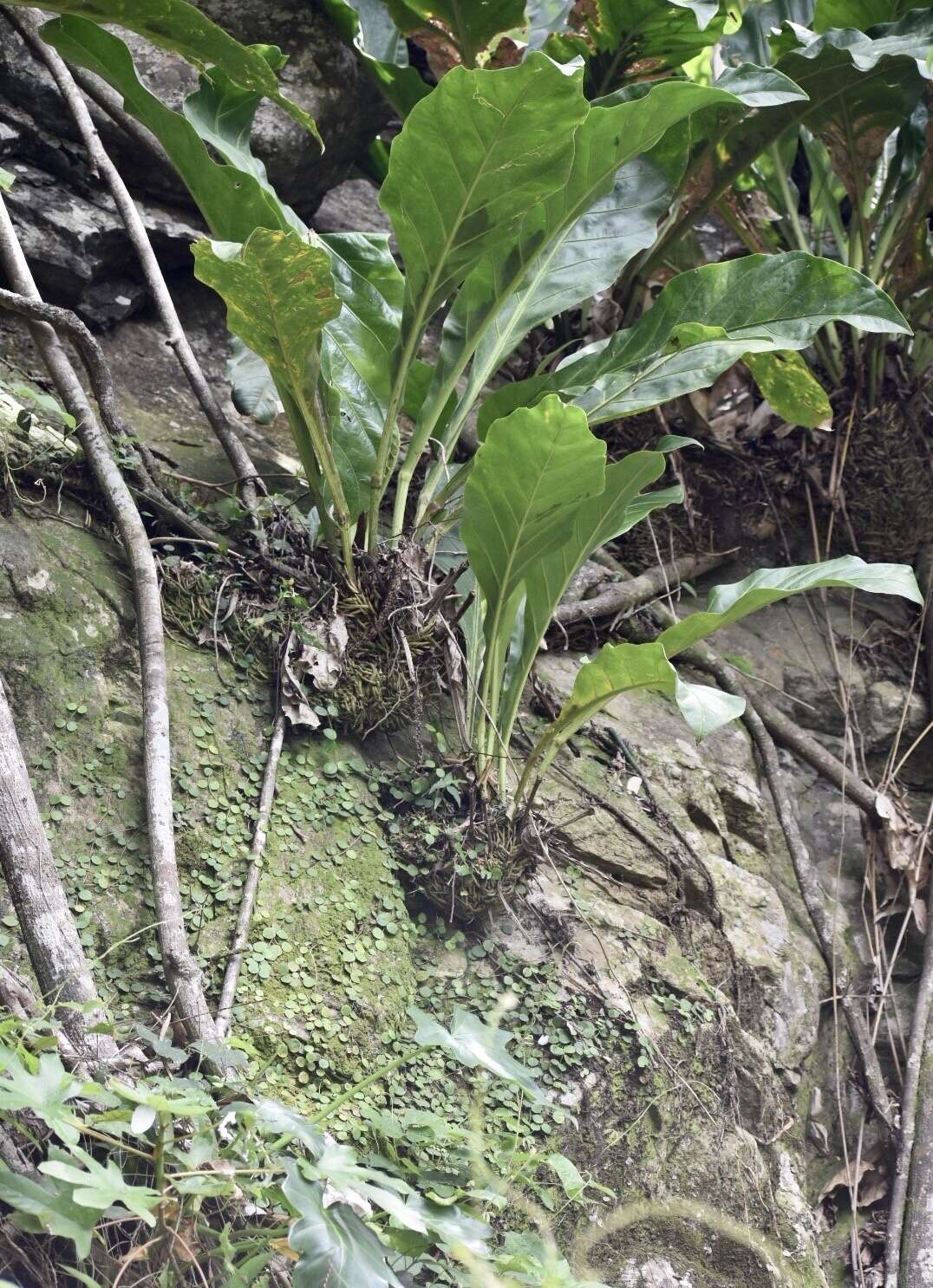 Image of Anthurium cubense Engl.