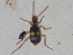 Image of Pheropsophus (Stenaptinus) siamensis Chaudoir 1876