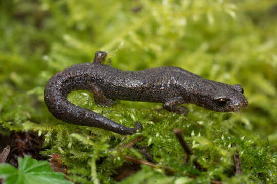 Image of Bolitoglossa xibalba Campbell, Smith, Streicher, Acevedo & Brodie 2010