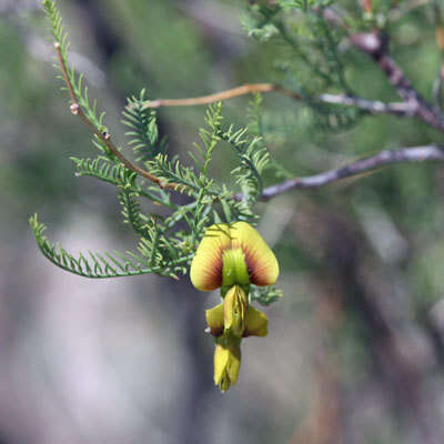 Image de Brongniartia minutifolia S. Watson