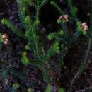 Image of Erica recurvifolia E. G. H. Oliver