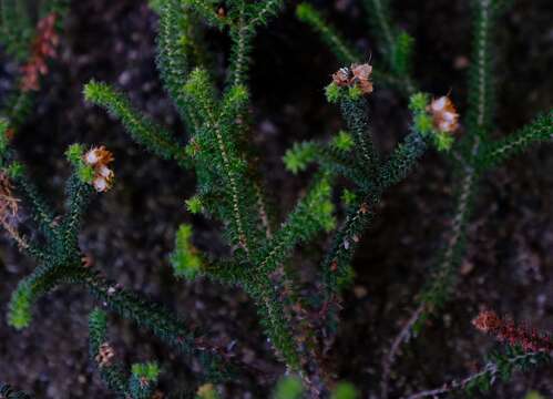 Image of Erica recurvifolia E. G. H. Oliver