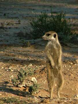 Image of Suricata suricatta suricatta (Schreber 1776)