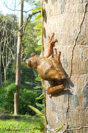 Image of Atlantic Forest Treefrog