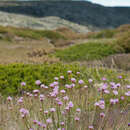 صورة Armeria sampaioi (Bernis) Nieto