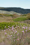 Image of Armeria sampaioi (Bernis) Nieto