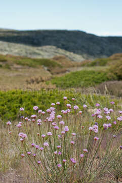 صورة Armeria sampaioi (Bernis) Nieto