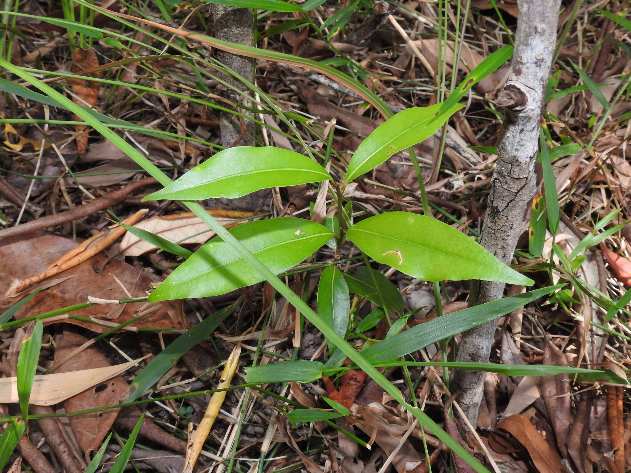 Image de Cinnamomum oliveri F. M. Bailey