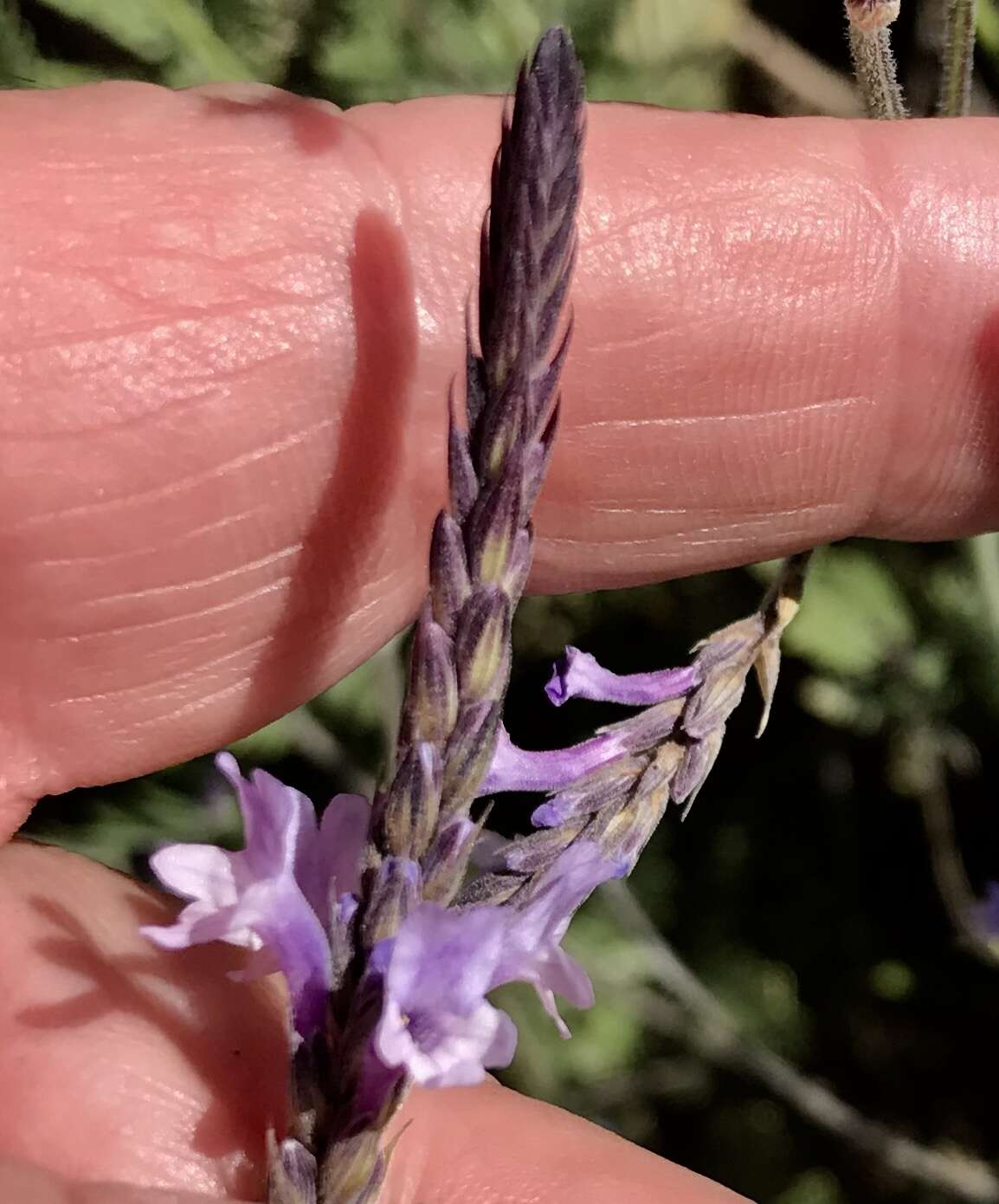 Image of Lavandula minutolii Bolle