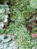 Image of smallleaf phyllopsora lichen