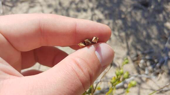 Image of Cakile edentula subsp. edentula