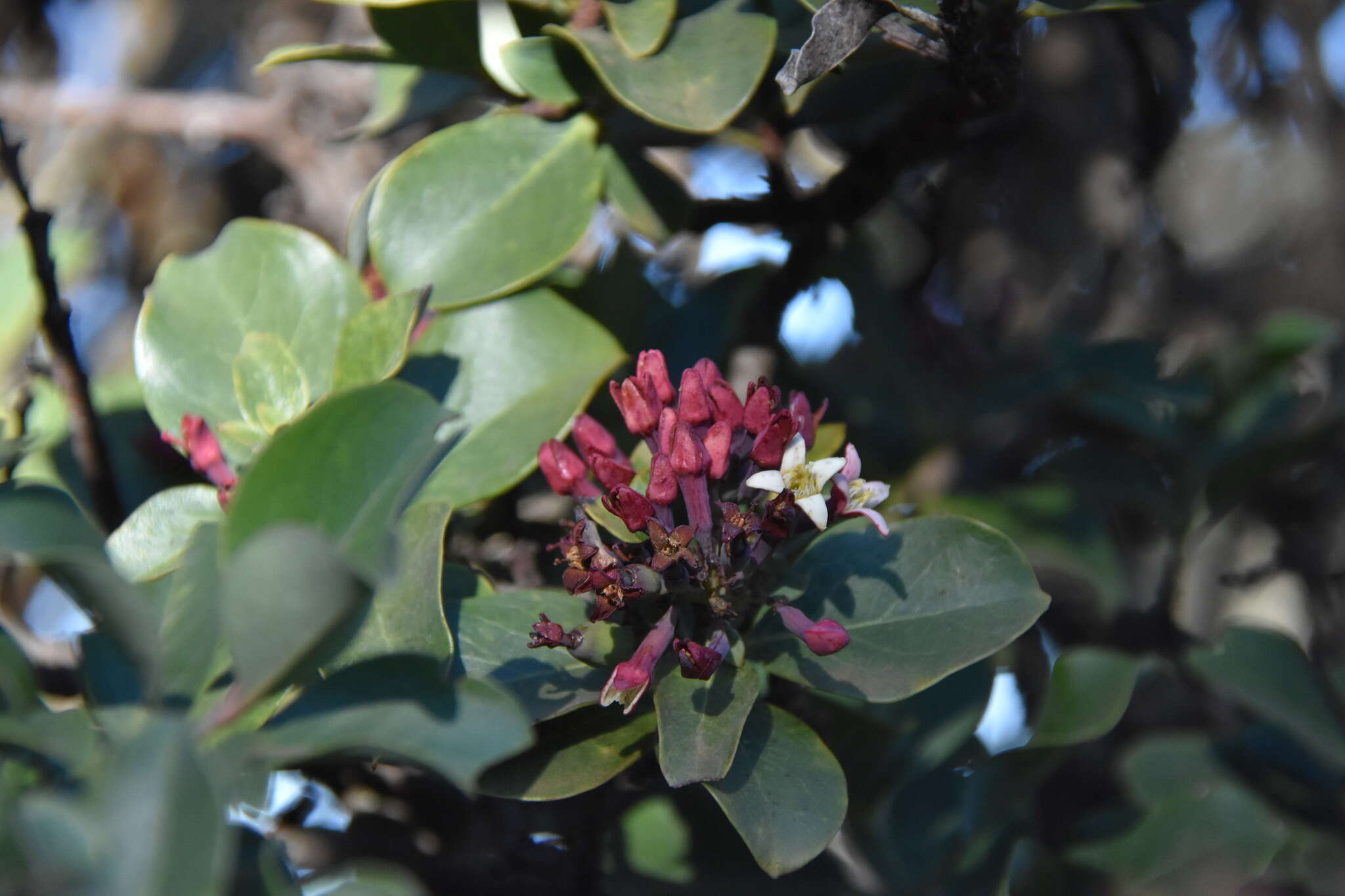 Image of Haleakala sandalwood