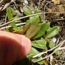 Image of Myosotis laeta Cheesem.