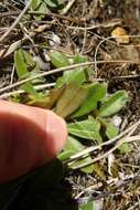 Image of Myosotis laeta Cheesem.