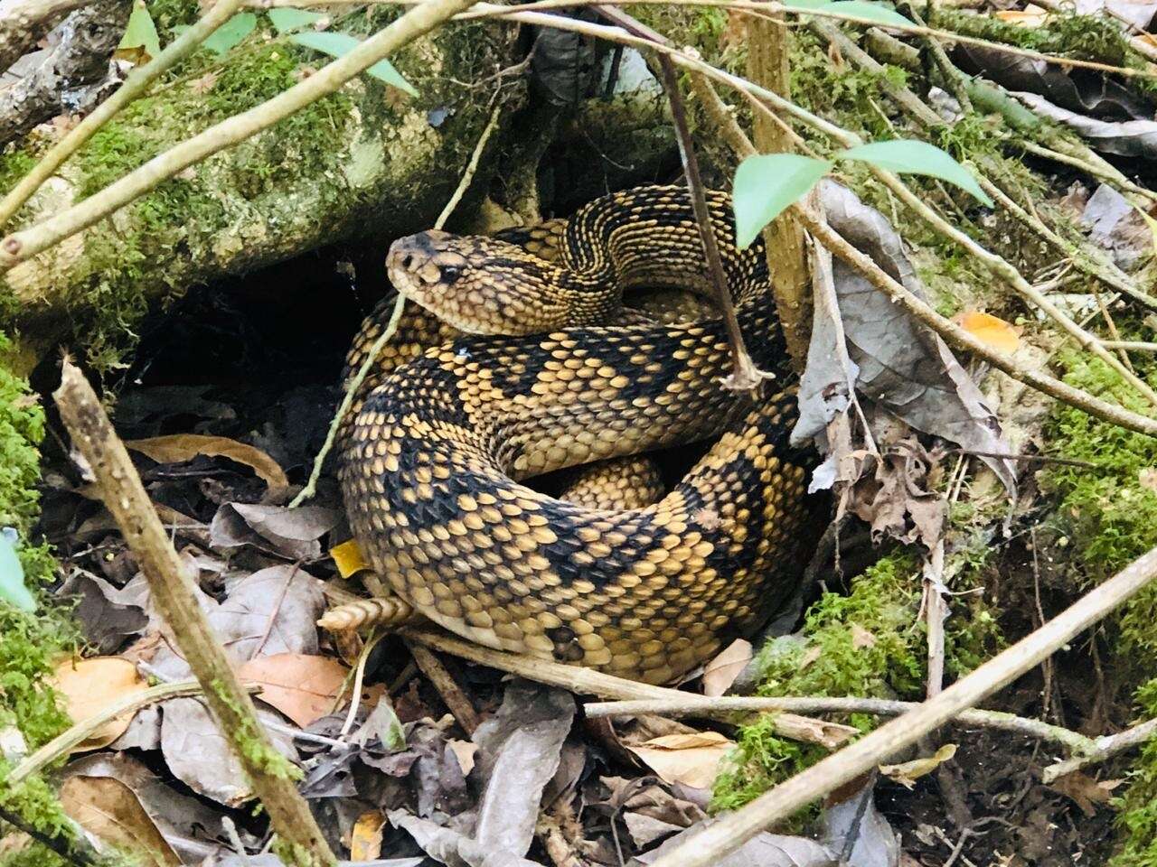 Image of Crotalus totonacus Gloyd & Kauffeld 1940