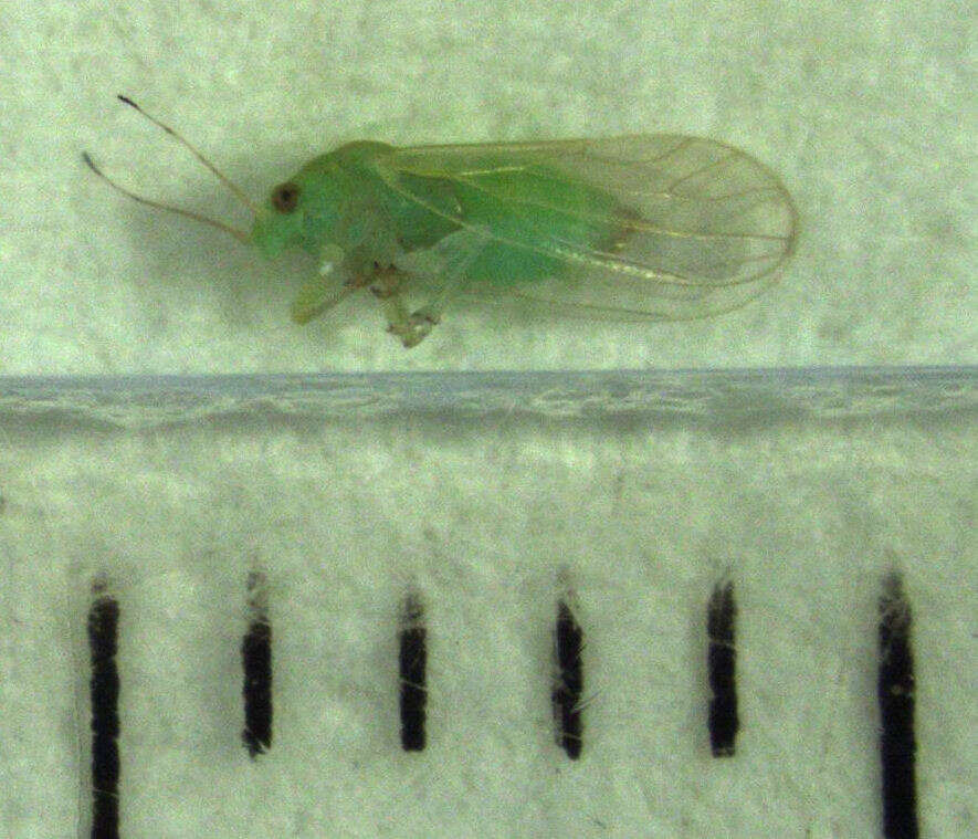 Image of Jumping plant lice